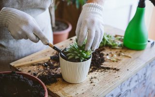 Digs_RePotting_GettyImages-1276447725